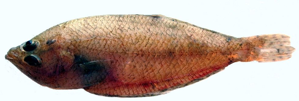 Citharus linguatula_05